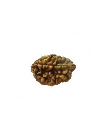 Natutral 2 Mukhi / Two faced Real Rudraksha With Certificate (RUC02-004) (INDIA)