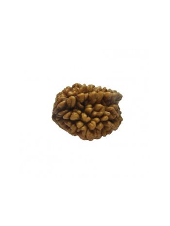 Natural 2 Mukhi / Two Faced Real Rudraksha With Certificate (RUC02-005) (INDIA)