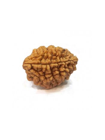 Natural 2 Mukhi / Two Faced Real Rudraksha With Certificate (RUC02-007) (INDIA)