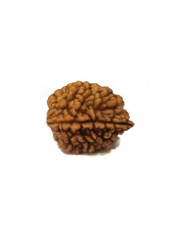 Natural 2 Mukhi / Two faced Real Rudraksha With Certificate (RUC02-009) (INDIA)