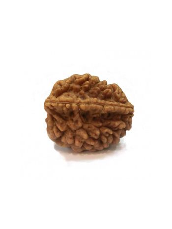 Natural 2 Mukhi / Two Faced Real Rudraksha With Certificate (RUC02-010) (INDIA)