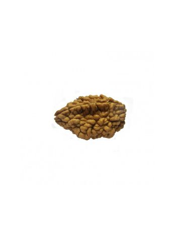 Natural 2 Mukhi / Two Faced Real Rudraksha With Certificate (RUC02-012) (INDIA)