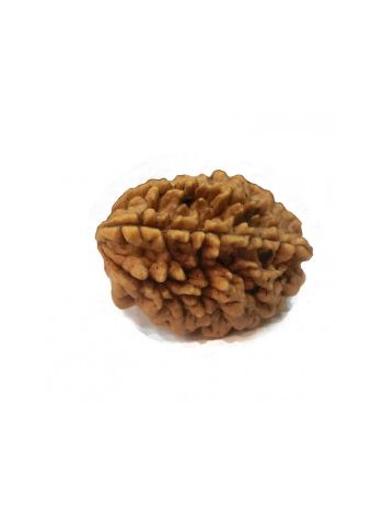 Natural 2 Mukhi / Two Faced Real Rudraksha With Certificate (RUC02-014) (INDIA)