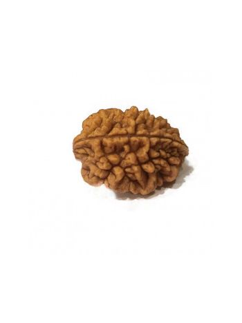 Natural 2 Mukhi / Two Faced Real Rudraksha With Certificate (RUC02-016) (INDIA)