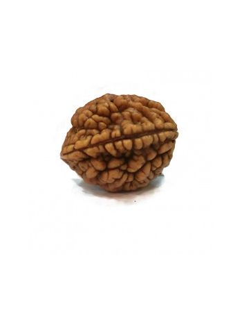 Natural 2 Mukhi / Two Faced Real Rudraksha With Certificate (RUC02-019) (INDIA)