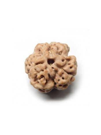3 Mukhi / Three Face Real Rudraksha With Certificate (RUC03-018) (NEPAL)