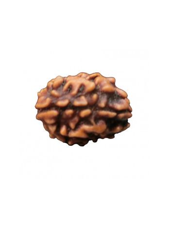 3 Mukhi / Three Face Real Rudraksha With Certificate (RUC03-001) (INDIA)