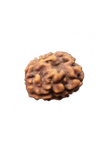 3 Mukhi / Three Face Real Rudraksha With Certificate (RUC03-002/13) (INDIA)