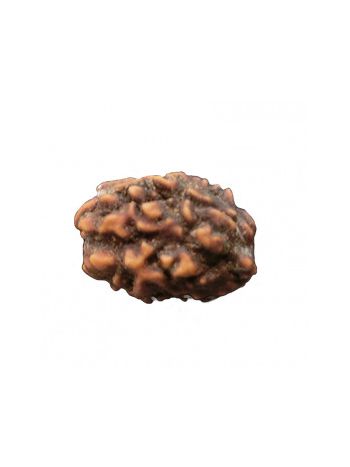 3 Mukhi / Three Face Real Rudraksha With Certificate (RUC03-002/14) (INDIA)