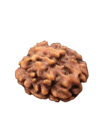 3 Mukhi / Three Face Real Rudraksha With Certificate (RUC03-002/16) (INDIA)