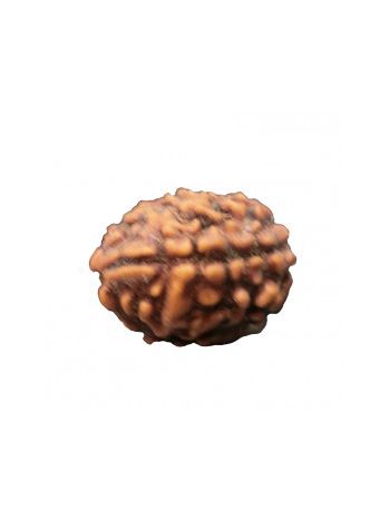 3 Mukhi / Three Face Real Rudraksha With Certificate (RUC03-002/17) (INDIA)
