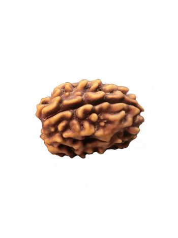 3 Mukhi / Three Face Real Rudraksha With Certificate (RUC03-002/6) (INDIA)