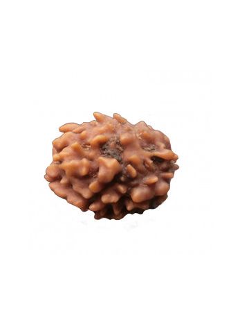 3 Mukhi / Three Face Real Rudraksha With Certificate (RUC03-002/9) (INDIA)