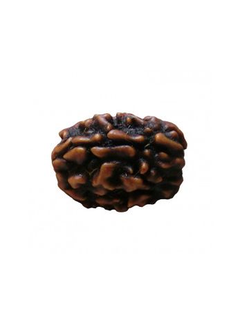 3 Mukhi / Three Face Real Rudraksha With Certificate (RUC03-003) (INDIA)