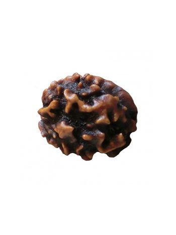 3 Mukhi / Three Face Real Rudraksha With Certificate (RUC03-004) (INDIA)