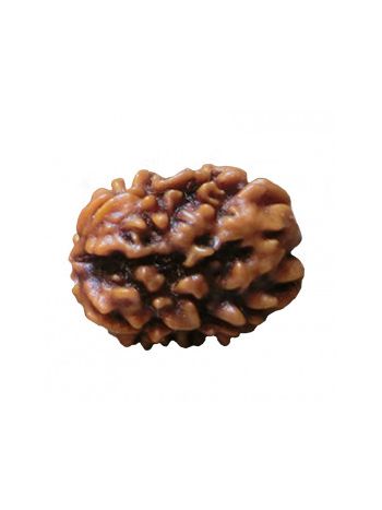 3 Mukhi / Three Face Real Rudraksha With Certificate (RUC03-005) (INDIA)