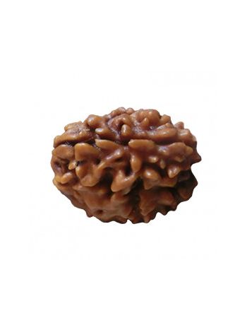 3 Mukhi / Three Face Real Rudraksha With Certificate (RUC03-006) (INDIA)