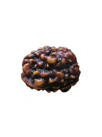 3 Mukhi / Three Face Real Rudraksha With Certificate (RUC03-008) (INDIA)