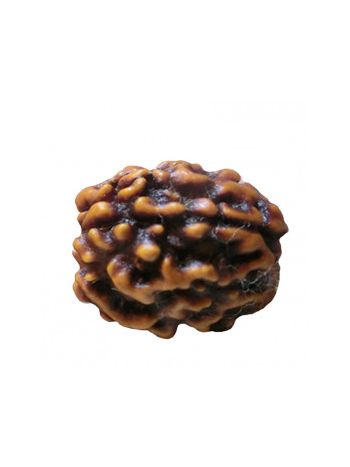 3 Mukhi / Three Face Real Rudraksha With Certificate (RUC03-009) (INDIA)