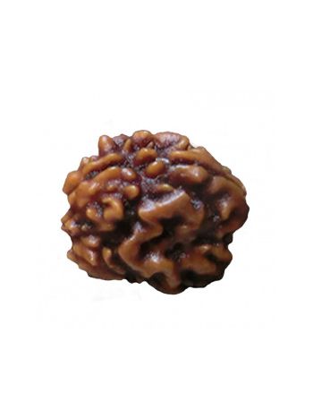 3 Mukhi /Three Face Real Rudraksha With Certificate (RUC03-012) (INDIA)