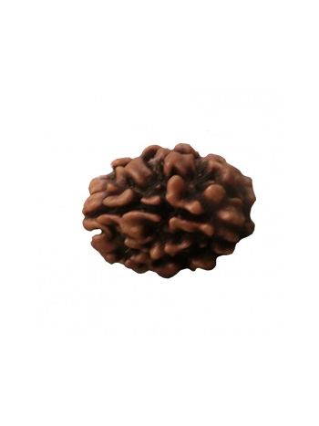 3 Mukhi / Three Face Real Rudraksha With Certificate (RUC03-017) (INDIA)