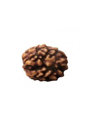 3 Mukhi / Three Face Real Rudraksha With Certificate (RUC03-019) (INDIA)
