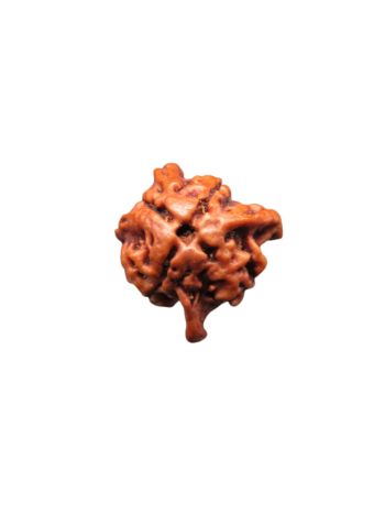 4-Mukhi-Chatur-Medha-Real-Rudraksha-Bead-Quadruple-Intellect-Fourfold-Medha-Rudraksha