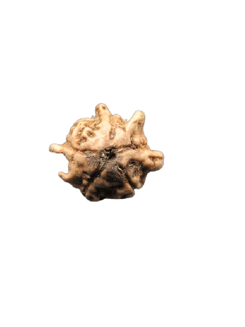 100% Natural Chatur Medha Real Rudraksha Bead With Lab Certified (NEPAL) (RU4G5-064)