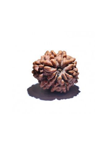 8 MUKHI RUDRAKSHA With Certificate (RUC08-001/10)- (NEPAL)