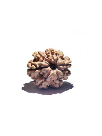 8 MUKHI RUDRAKSHA With Certificate (RUC08-001/9)- (NEPAL)