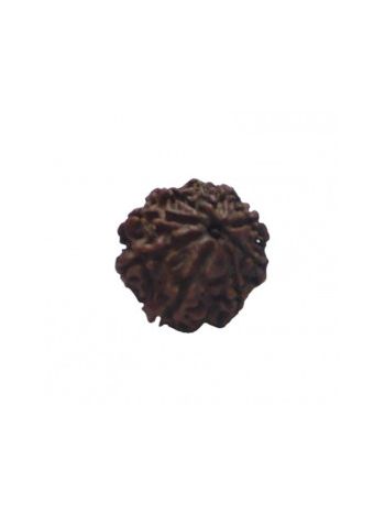 8 MUKHI RUDRAKSHA With Certificate (RUC08-010)- (NEPAL)