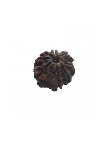 8 MUKHI RUDRAKSHA With Certificate (RUC08-013)- (NEPAL)