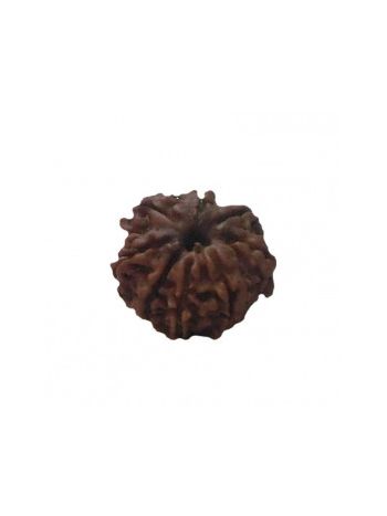 8 MUKHI RUDRAKSHA With Certificate (RUC08-017)- (NEPAL)