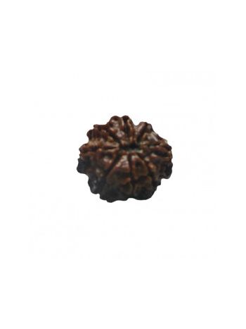 8 MUKHI RUDRAKSHA With Certificate (RUC08-019)- (NEPAL)