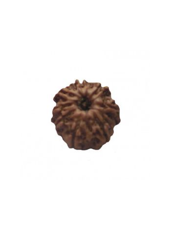 8 MUKHI RUDRAKSHA With Certificate (RUC08-022)- (NEPAL)