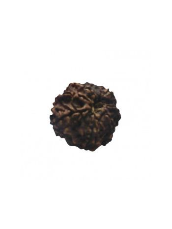 8 MUKHI RUDRAKSHA With Certificate (RUC08-023)- (NEPAL)