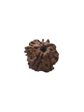 8 MUKHI RUDRAKSHA With Certificate (RUC08-024)- (NEPAL)
