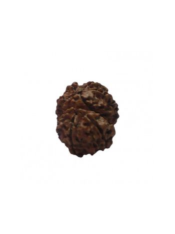 8 MUKHI RUDRAKSHA With Certificate (RUC08-025)- (NEPAL)