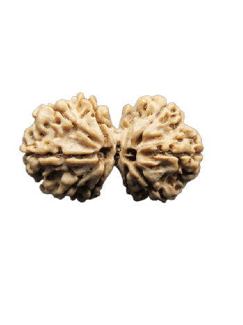 Natural 9 Mukhi Gauri Shankar Real Rudraksha With Certificate (RU9GS-010)- (NEPAL)