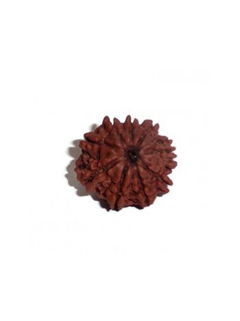 9 MUKHI RUDRAKSHA With Certificate (RUC09-001/2)- (NEPAL)