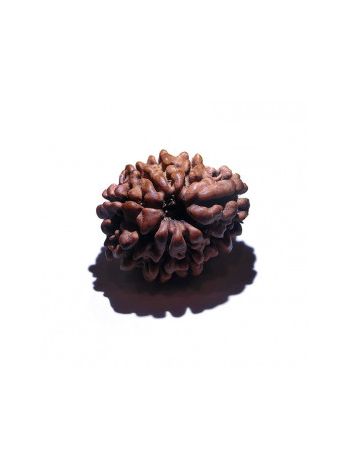 9 MUKHI RUDRAKSHA With Certificate (RUC09-001/3)- (NEPAL)