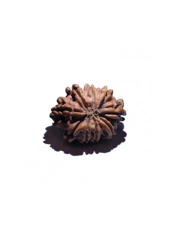 9 MUKHI RUDRAKSHA With Certificate (RUC09-001/4)- (NEPAL)