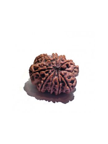 9 MUKHI RUDRAKSHA With Certificate (RUC09-001/5)- (NEPAL)