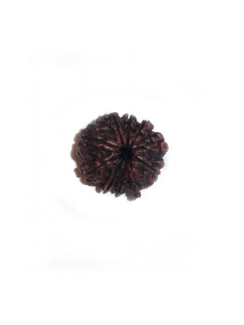 9 MUKHI RUDRAKSHA With Certificate (RUC09-003)- (NEPAL)