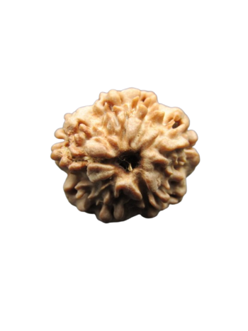 One-Mukhi-Rudraksha