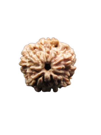 One-Mukhi-Rudraksha