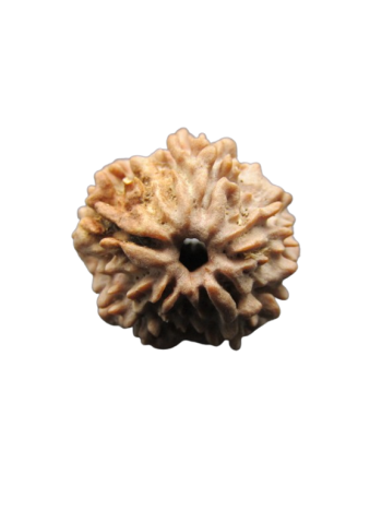 One-Mukhi-Rudraksha