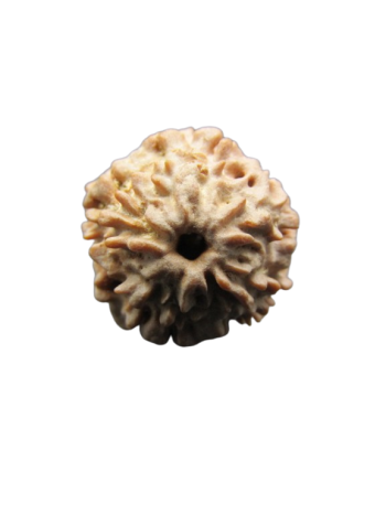 One-Mukhi-Rudraksha