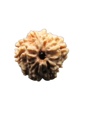 One-Mukhi-Rudraksha