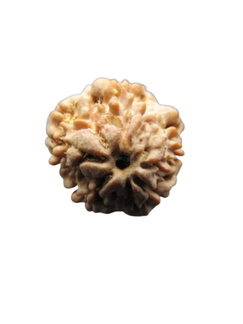 One-Mukhi-Rudraksha